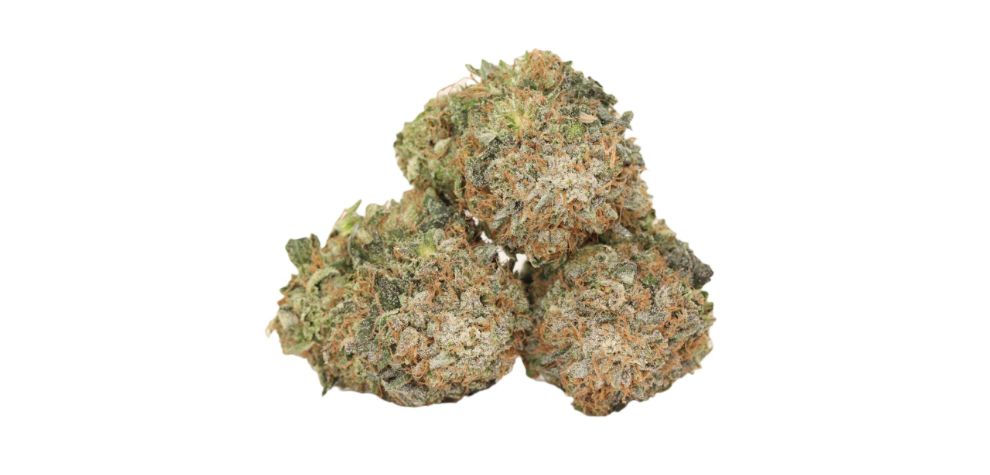 The King Louis XIII strain is nothing short of majestic. As is typical of indica dominant strains, the buds are medium-sized, dense and compact.