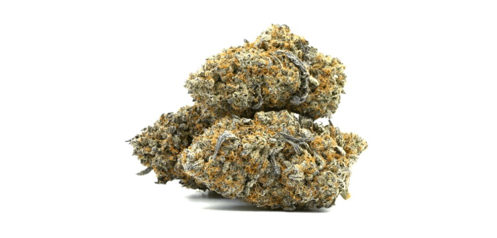 The Sensi Star strain is an indulgent, citrusy Indica strain that will capture your stoner heart in a second. 