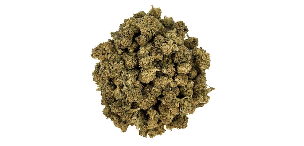 The Red Congo high is full of energy, as you would expect from a 100% pure sativa hybrid. It is also uplifting and clear headed, according to consumers who buy weed online at our store.