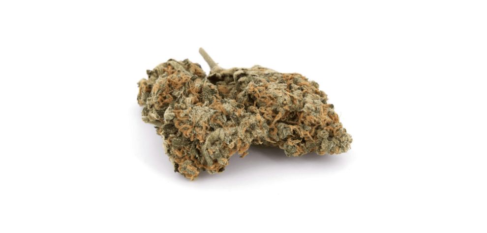 As mentioned before, there are two theories about the genetic origin of this strain. The first is that it’s a landrace sativa brought into Canada by adventurous breeders who wanted to enhance local strains.