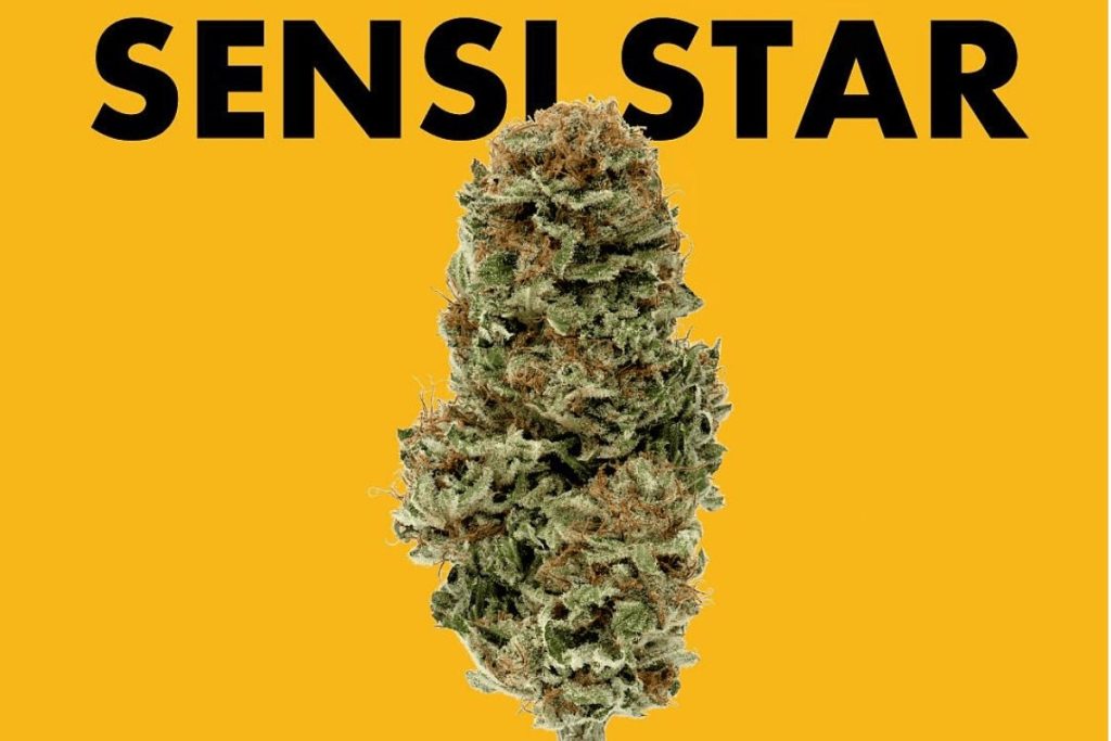 The Sensi Star strain is a trending Indica hybrid with powerful sleep-inducing effects. Explore its full benefits, terpene content, flavours, and more.