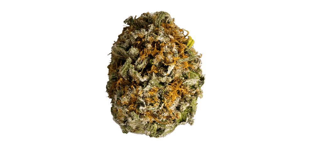 This one is a big mystery — no one knows the truth behind the Sensi Star strain genetics. Nevertheless, some pot experts speculate that the genetic code of the Sensi Star points to Indian and Afghan elements, plus a bit of Skunk.