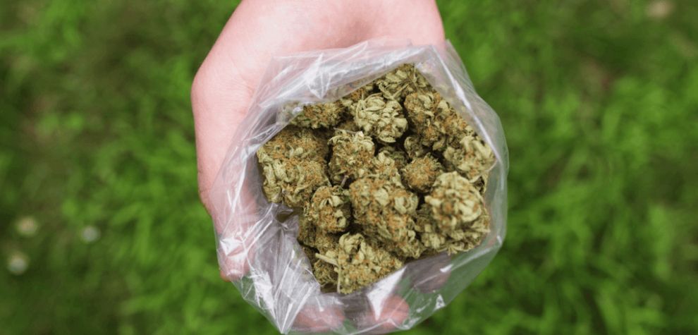 Again, a pound, or lbs of weed equal 16 ounces or 448 grams. A half pound of weed, or 224 grams, is another popular option if you need a little bit less.