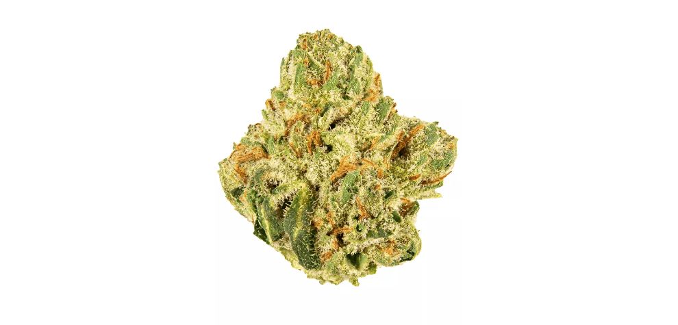 The King Louis strain, also called King Louie, is a unique hybrid bud known for its powerful effects, aroma, and name. The King Louis strain effects also put it on the map when discussing premium buds in Canada.