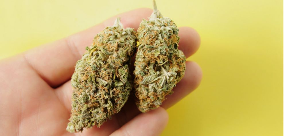 If you're shopping for canna at an online weed dispensary, you'll notice products split into three big categories: Indicas, Sativa pot, and hybrids. Indica strains are buds that produce predominantly body-focused effects. 