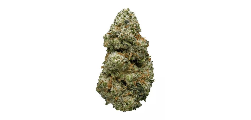 One of the reasons Alaskan Thunderfuck has earned such a strong following is its fast-acting, potent effects. The high kicks in shortly after your first exhale, starting with an uplifting cerebral rush that boosts energy, focus, and creativity.