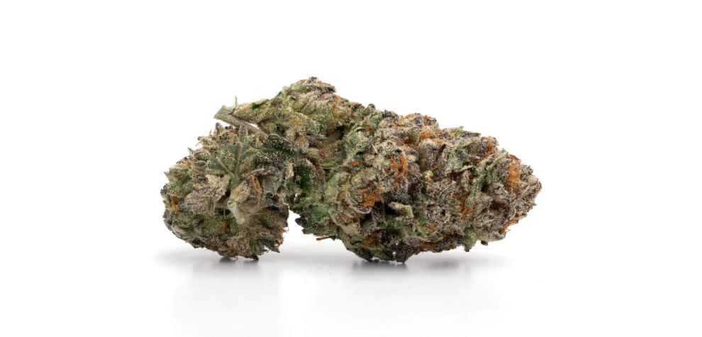 Master Kush Indica has dense, compact buds like any other typical Indica strain. The buds of Master Kush weed feel heavier in the hands compared to same-sized Sativas. 