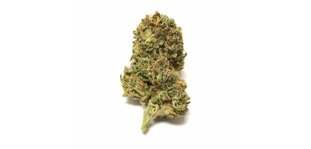 Buy bud online today at MMJExpress and open a new world of cannabis flavours and potencies you've always wanted. 