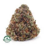 Buy Cannabis Lemon Sour Diesel AA at MMJ Express Online Shop