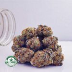 Buy Cannabis Gorilla Cookies AAA at MMJ Express Online Shop