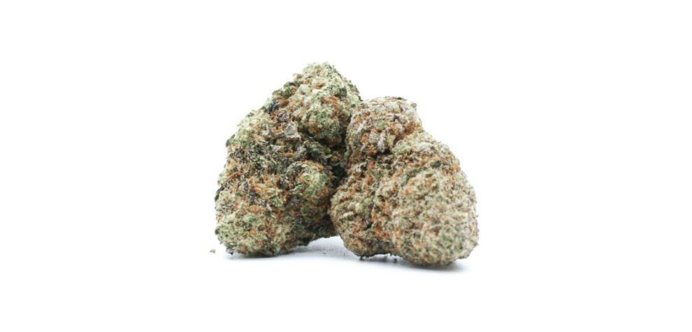 The Do si Dos strain produces bright and colourful buds. The buds are conical in shape and olive green in colour.