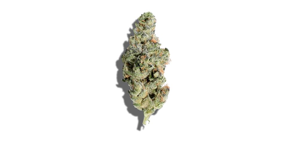 As mentioned, the Dos si Dos strain was created through a cross between two iconic strains: the legendary Girl Scout Cookies and the iconic Face Off OG. Here is a quick look at this strain's lineage.