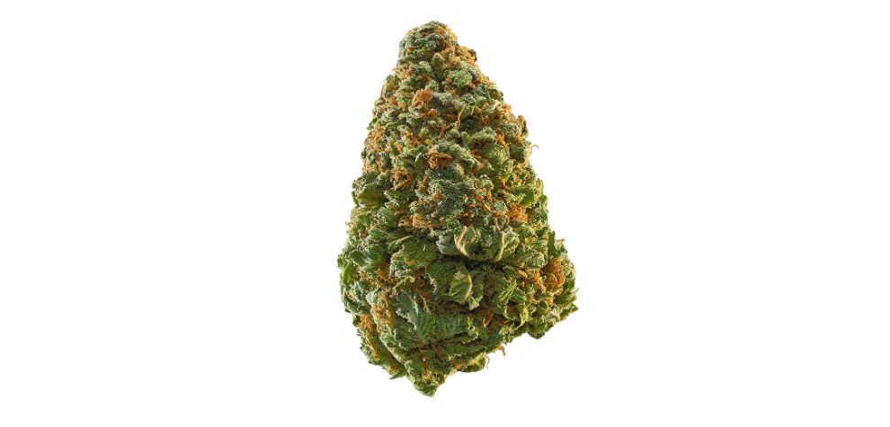 Green Crack is classified as an average strain in terms of potency. This strain has an average THC content of 17%. 