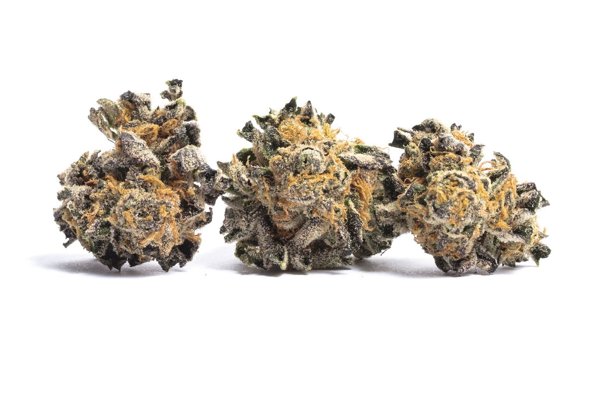 Master Kush is not only a cannabis strain but also a remedy that everyone needs. Find out more about this strain & learn why you should try it next. 