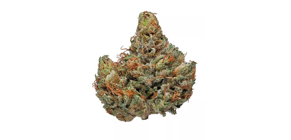 Master Kush strain, popularly known as High Rise, is a popular bud at our online weed dispensary in Canada. 