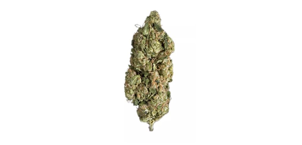 The Sour Diesel sativa strain has excellent bag appeal. The nugs have an old-school structure, producing long, spade-shaped flowers.