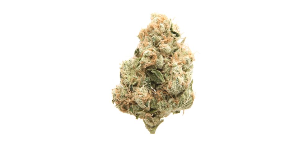 Indica strains are distinct from sativa strains despite both being cannabis strains. Indica is a species of cannabis native to the harsh Hindu Kush mountains in Central and South Asia.