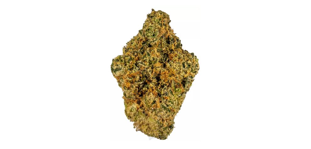 This strain's plants produce elongated and dense nugs, taking both indica and sativa characteristics. These nugs are dark forest green, with amber hairs providing contrast. 