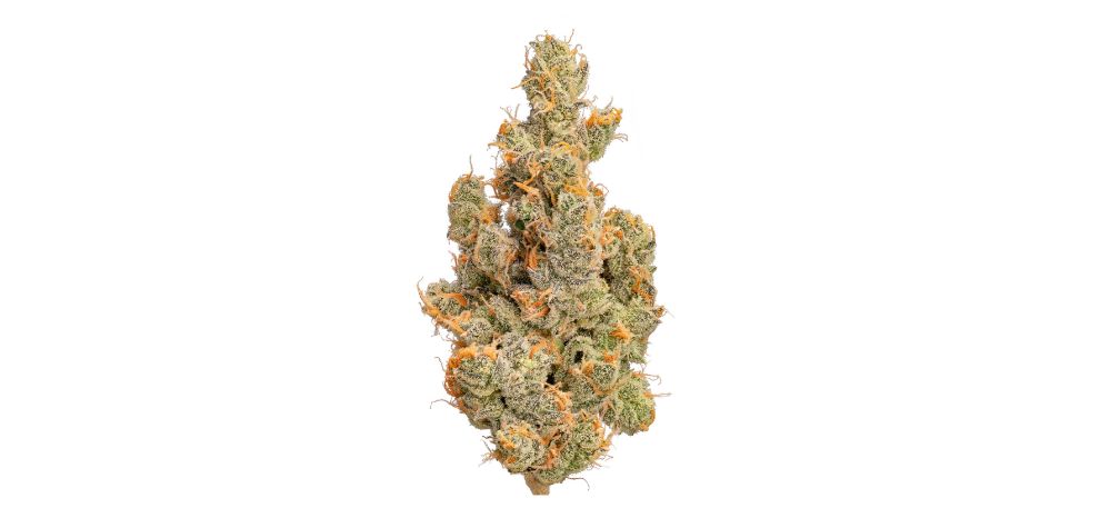 Unlike other popular strains, the origins of the Unicorn Poop strain are known, making it truly a unicorn bud. This bud was created through a cross between the legendary GMO Cookies and Sophisticated Lady strains.