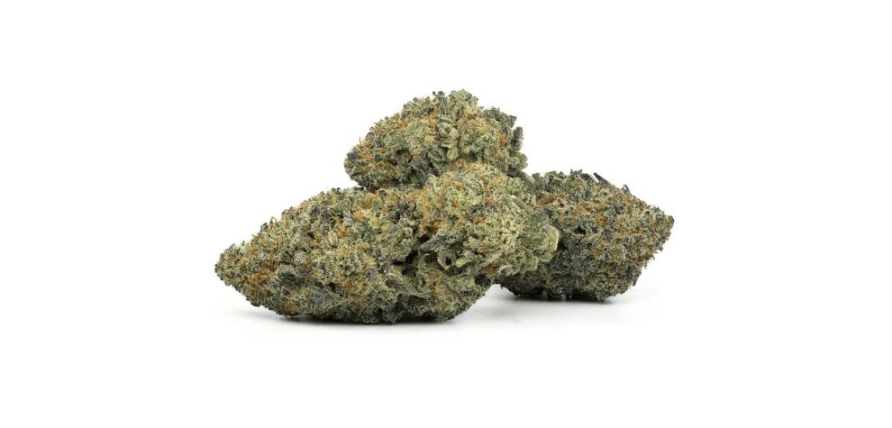 The Blueberry Dream strain is a Sativa-leaning hybrid, with a Sativa Indica ratio of 80:20. Consuming the Blueberry Dream will make you feel full of energy and mentally stimulated for hours. 