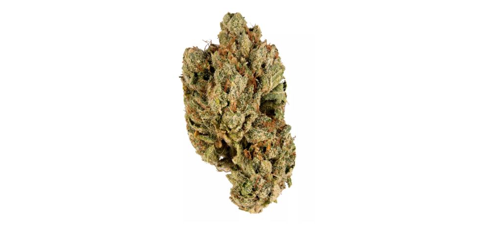 The Dos i Dos strain is one of the most sought-after cannabis buds in the Canadian scene right now. And despite being relatively new and rare, it has gained a cult-like followership in the short time it has existed.