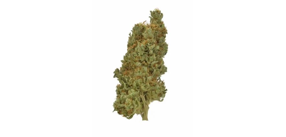 Even though the genetic lineage of this strain is highly contested, multiple sources connect it to the Hindu Kush. 