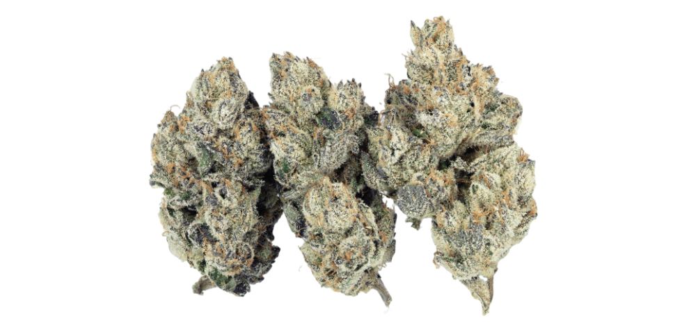 The White Runtz weed strain is a beloved variety of cannabis that has continuously impressed stoners in Canada since the first time it entered the market. 