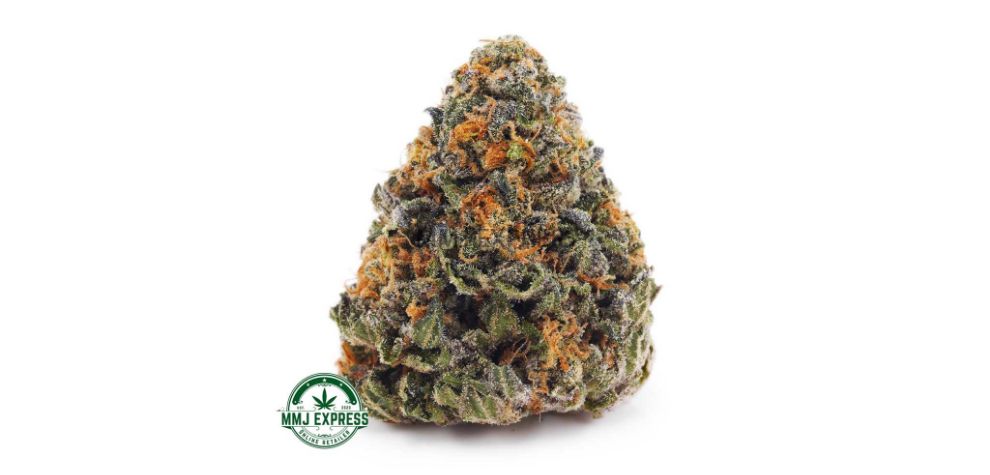 Acapulco Gold is one of the best strains of weed in the world. This is not only due to its powerful effects but also the rich story it represents. 