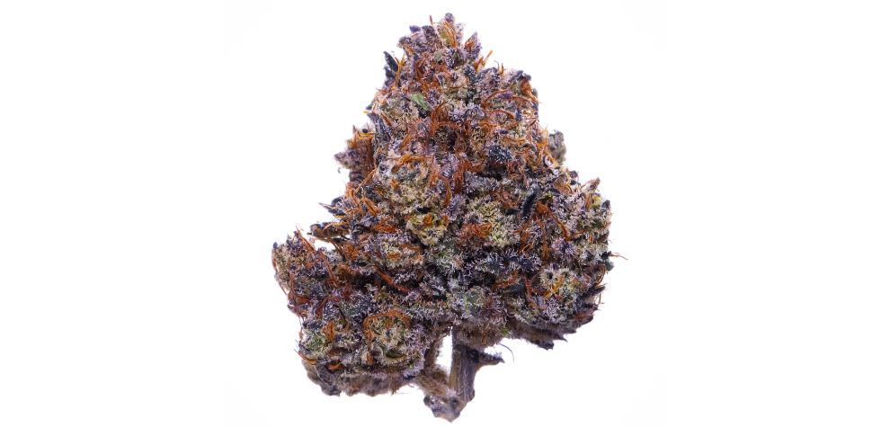 BC bud is said to be the best in the world. Is it true and why is BC bud the best? How did BC buds earn this prestigious title? What makes BC cannabis better than regular weed?