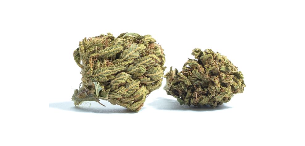 Puta Breath weed has been used on multiple occasions, and it has proved to be a reliable remedy for managing various conditions. 