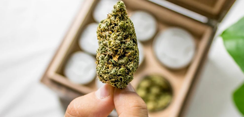 Buying pot online in Canada is no longer a dream, but a reality that weed enthusiasts experience every day.