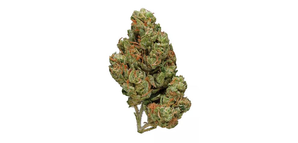 Based on the above information, you can confidently say that Puta Breath weed is worth adding to your list of favourite cannabis products. 