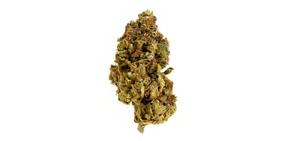 Are you wondering where you can get organic Runtz strain in Canada? Search no further; MMJ Express has got you covered.