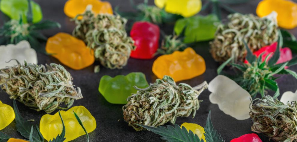 THC gummies, also called cannabis gummies, weed gummies or pot gummies, are a popular form of edible weed. They are essentially candy infused with cannabinoids.