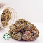 Buy Cannabis King's Kush AAA at MMJ Express Online Shop