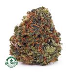 Buy Cannabis Purple Crack AA at MMJ Express Online Shop