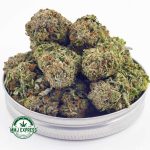 Buy Cannabis Pink Rockstar AAAA at MMJ Express Online Shop