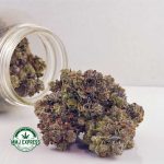 Buy Cannabis Pink Tuna AAAA at MMJ Express Online Shop