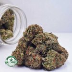 Buy Cannabis Super Skunk AA at MMJ Express Online Shop