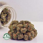 Buy Cannabis Nirvana AAA at MMJ Express Online Shop