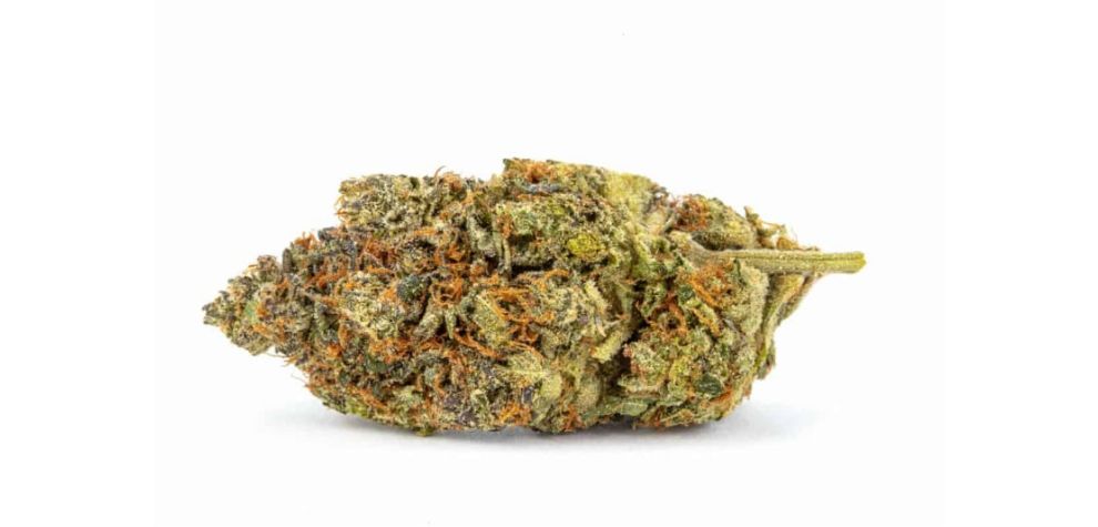 MK Ultra in Canada is known for its impressive THC levels that set it apart. This strain boasts THC, ranging between 20% and 25%. 