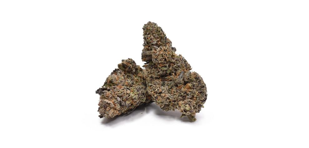 The Runtz strain in Canada stands out with its dense, grape-shaped olive green buds and shades of purple. Their visual appeal is enhanced by bright orange hairs that thread in and out of the nugs, adding contrast.