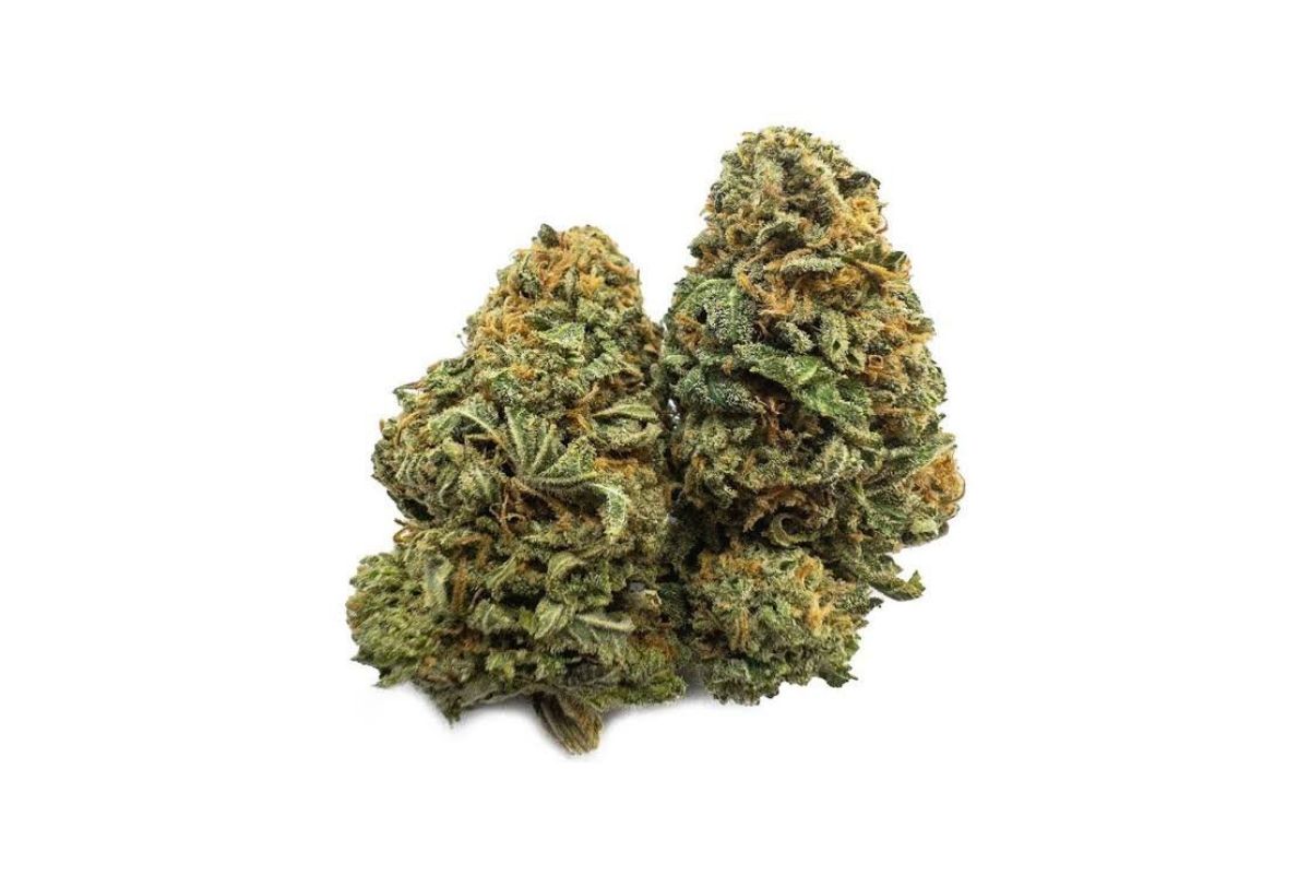 Many say that Vancouver BC weed is the best in the world. What are the best BC bud strains to try? Read this guide to the finest BC cannabis!