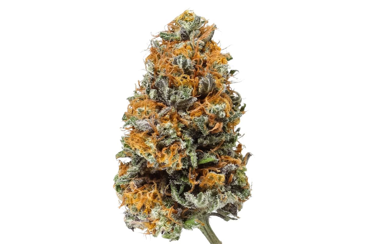 Discover Blackberry Kush: an indica strain with rich berry flavours, relaxing effects & therapeutic benefits—perfect for unwinding after a long day.