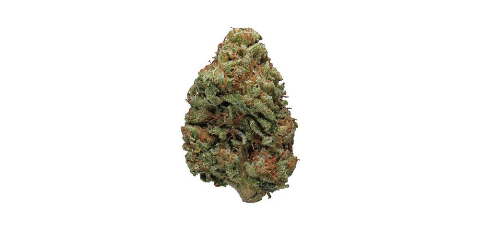 The Bruce Banner weed is loved for its unique aroma, flavour, effects and therapeutic benefits. 