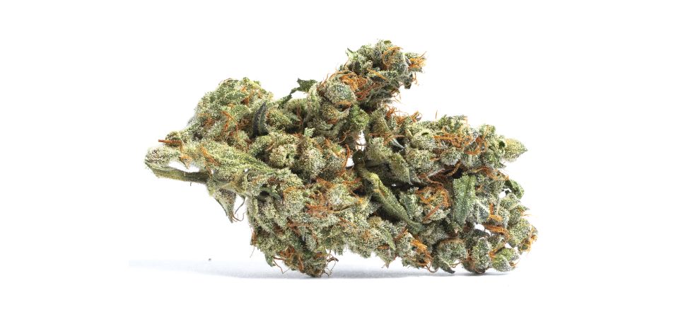 Blackberry Kush is an incredible strain offering the best flavours and effects of most indicas in an online weed dispensary. 