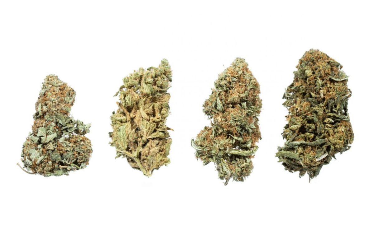 Cheap weed does not translate to low-quality weed; this is premium weed on a budget. Learn more about cheap bud in Canada in this article.