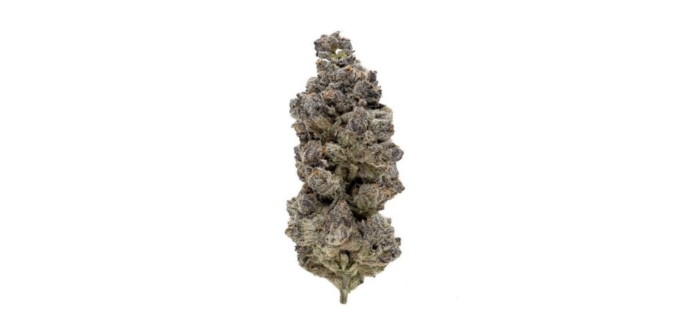 Are you looking to buy cheap buds in Canada? Before you proceed, you need to answer a few questions. 