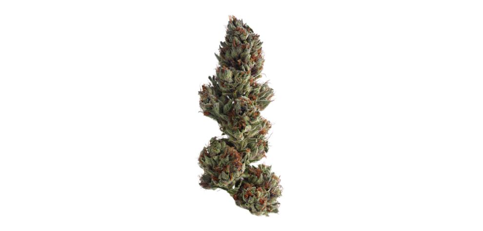 Durban Poison has a reputation for being one of the most potent strains in the Canadian market.