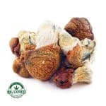 Buy Dino Egg Shrooms At MMJ Express Online Shop